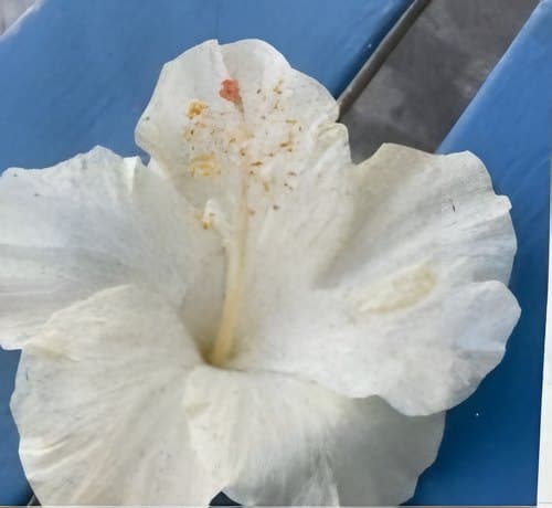 White hibiscus flower on a blue wall
